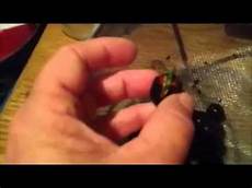 how to grow lotus from seed day how to grow water lotus seeds day 1 to 7 how to grow lotus from seed day how to grow water lotus seeds day 1 to 7