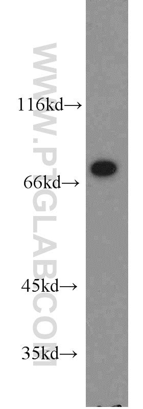 Siglec-7/CD328 antibody (13939-1-AP) | Proteintech
