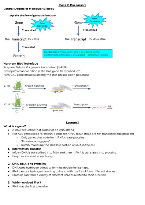 Cycle 2 - Notes - Cycle 2, Pre Lesson: Central Dogma of Molecular ...