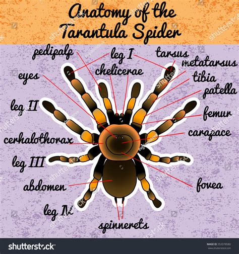 Insect Anatomy Tarantula Spider Brachypelma Smithi Stock Vector ...