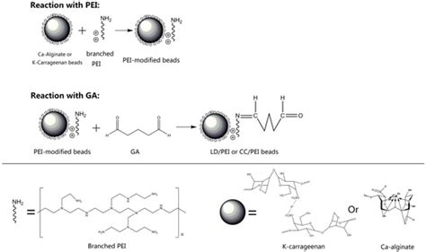 A Comparison of Palladium Sorption Using Polyethylenimine Impregnated ...