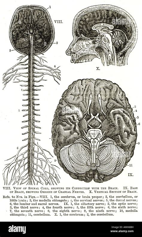 Central Neuron System 的图像结果