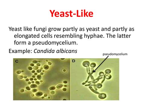 Examples Of Yeast Like Fungi