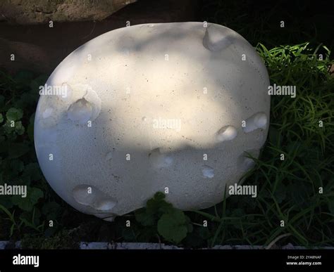 giant puffball (Calvatia gigantea) Fungi Stock Photo - Alamy