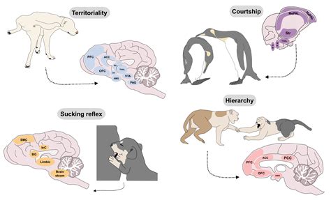 The Neurobiology of Behavior and Its Applicability for Animal Welfare ...