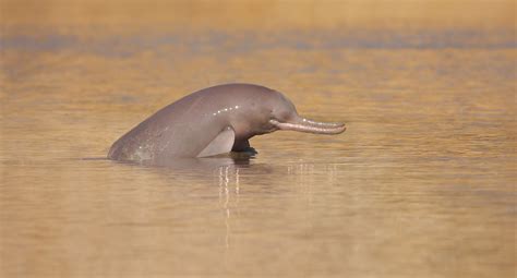 Endangered South Asian river dolphins are two different species, scientists find | WWF