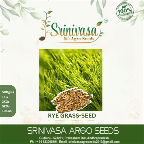 Srinivasa Agro Seeds Rye Grass Seeds | Rye Grass Seeds for Home Lawn ...