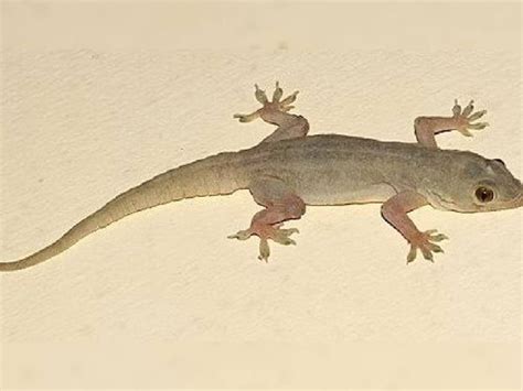 Photo: भारत के इस राज्य में मिली उड़ने वाली रहस्यमयी छिपकली, जानें इसके ...