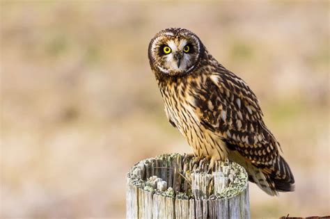 Discover 14 Types of Owls in Oregon (From Rarest to Most Common) - A-Z ...