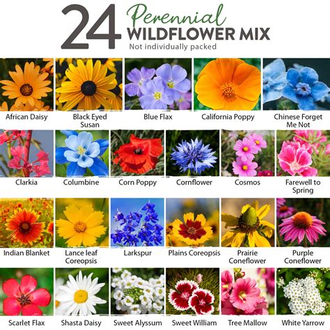 Different Types Of Wildflowers Creating Wildflower Meadows / RHS