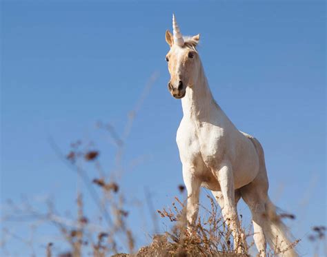 [100+] Real Unicorn Pictures | Wallpapers.com