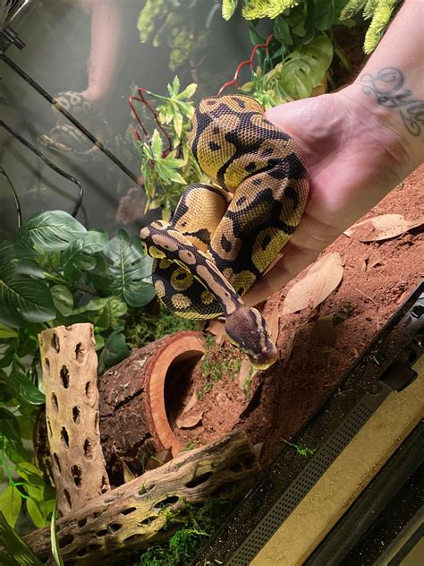 Image result for PetSmart Python