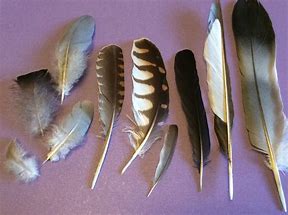 feathers 的图像结果