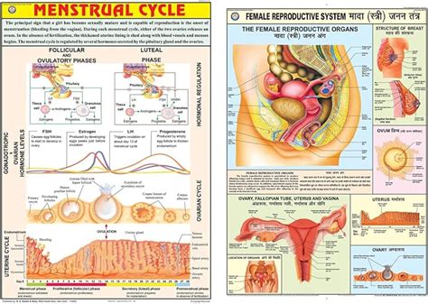 Image result for DepEd Module Female