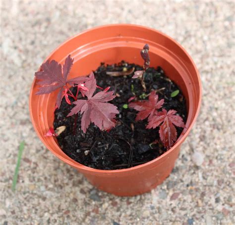 How Fast Does Japanese Maple Grow