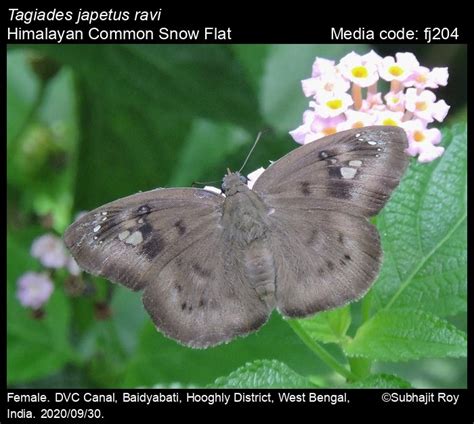 Tagiades japetus | Butterfly