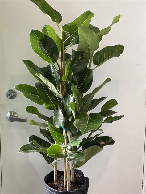 Greenery Unlimited Ficus Audrey aka Ficus benghalensis Care
