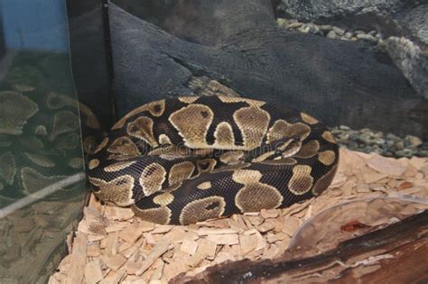 Python Animal 的图像结果