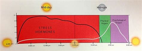 UNDERSTANDING OBESITY, SHEDDING SUBCUTANEOUS AND VISCERAL FAT – CAPT ...