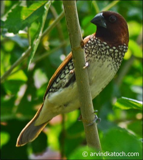 Scaly-breasted (Spotted) Munia Pictures and Detail (Beautiful Tiny Birds)