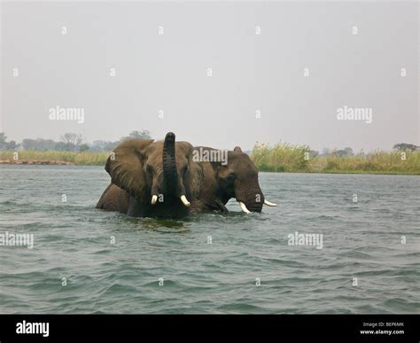 Elephants swimming lower Zambezi Zambia Africa Stock Photo - Alamy