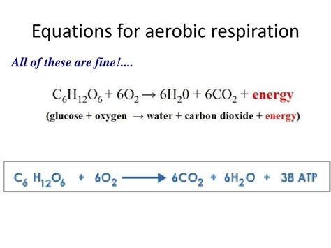 PPT - Cellular Respiration PowerPoint Presentation, free download - ID ...