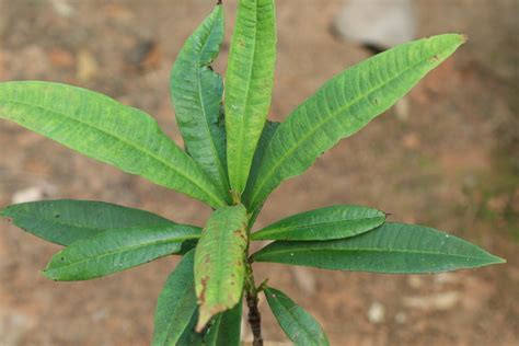 India Flora Online