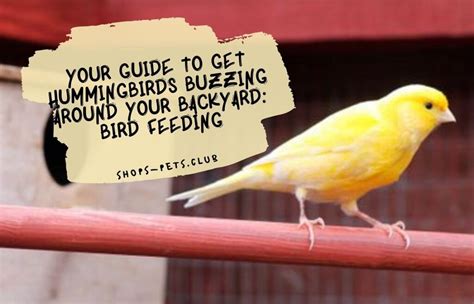 Image result for Canary Training Tips