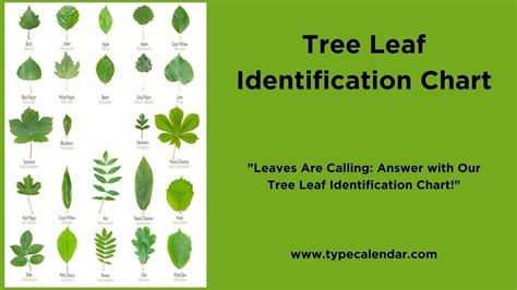Image result for Tree Identification Guide With