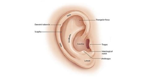 Image result for Extroverted Ears