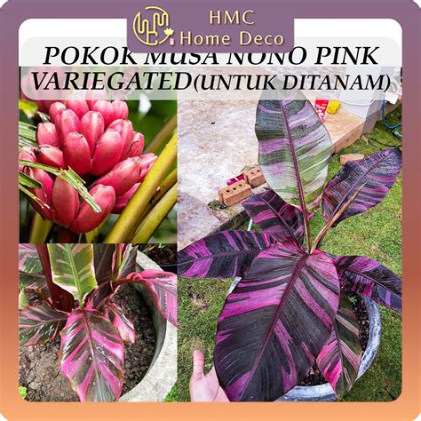 Pokok Musa Nono Pink Variegated Pokok Pisang Untuk Ditanam Pokok Hidup Real Live Plant Banana ...