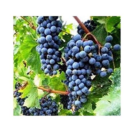 Indian Farms Modern Plants Live Black Grape/Angoor Sweet Fruit and ...