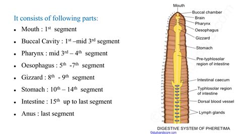 Detail study of Earthworm for class 11 NEB B | PPTX