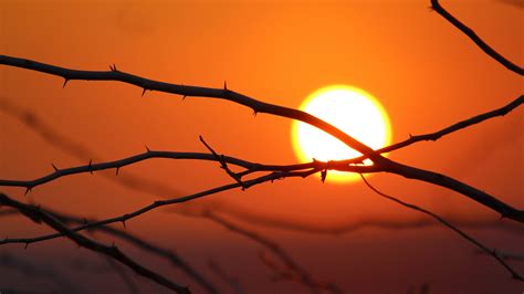 Download wallpaper 3840x2160 branches, sun, dawn, morning, bright 4k ...