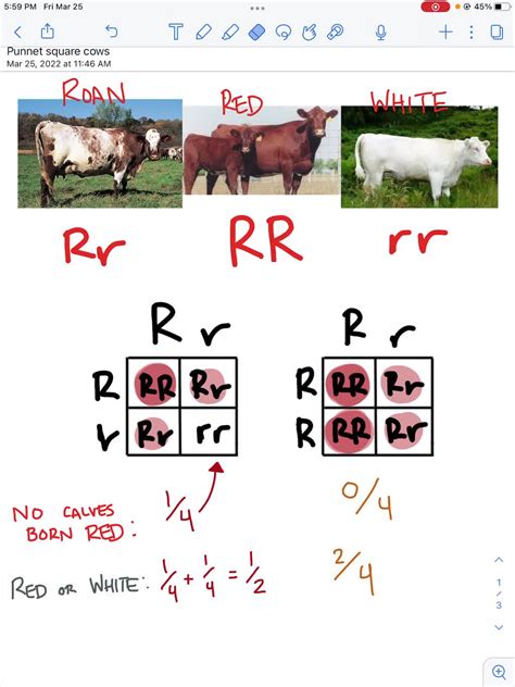 SOLVED: 6.A gray Simmental cow (Bbdd) was mated to vellow Simmental ...