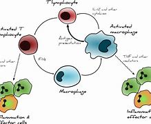 Image result for microphages