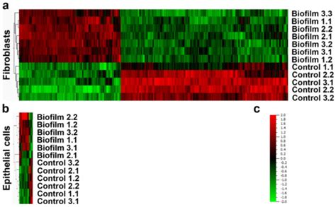 In Vitro Effects of Streptococcus oralis Biofilm on Peri-Implant Soft ...