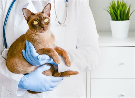 Salmonellosis in Cats | PetMD