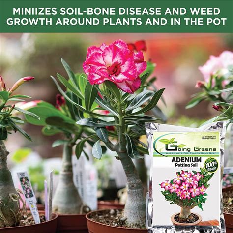 Ready-to-Use Potting Mix – Going Greens