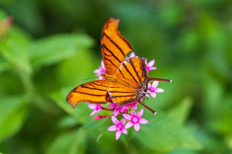 Beautiful Environment Graphics 的图像结果