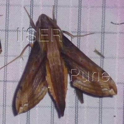 Ramana Athreya @ IISER-Pune : Sphingid Species Notes