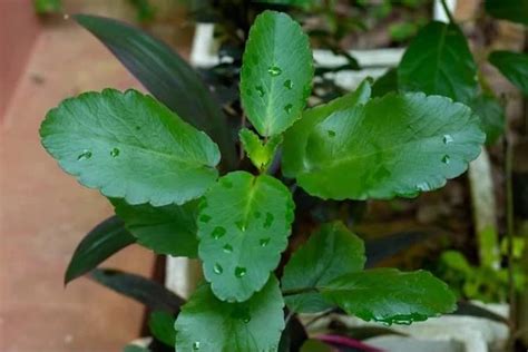 Cloud Farm Live Patharchatta/Bryophyllum Pinnatum/Miracle Leaf/Panfuti ...