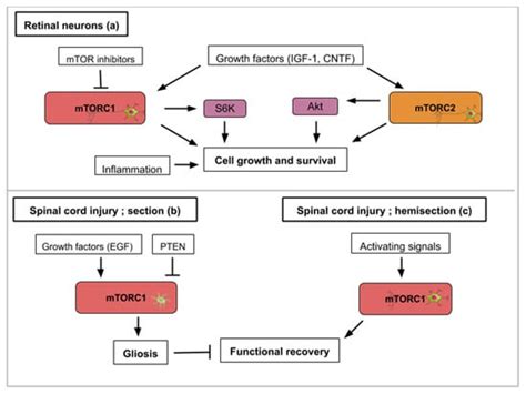 mTOR Signaling at the Crossroad between Metazoan Regeneration and Human ...