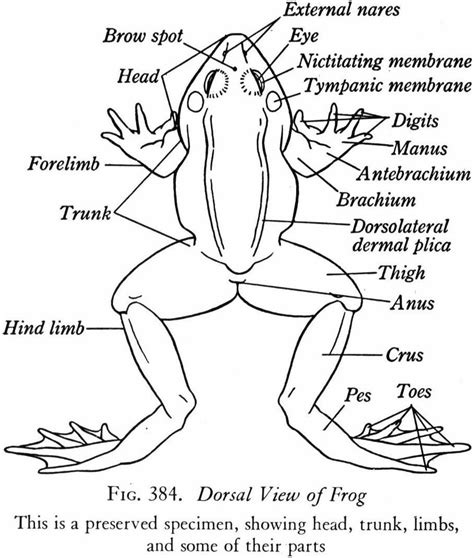 frog diagram and label