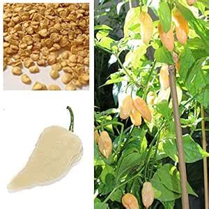 Nema BHUT JOLOKIA Chilli Seeds - White - 20 Pcs : Amazon.in: Garden ...