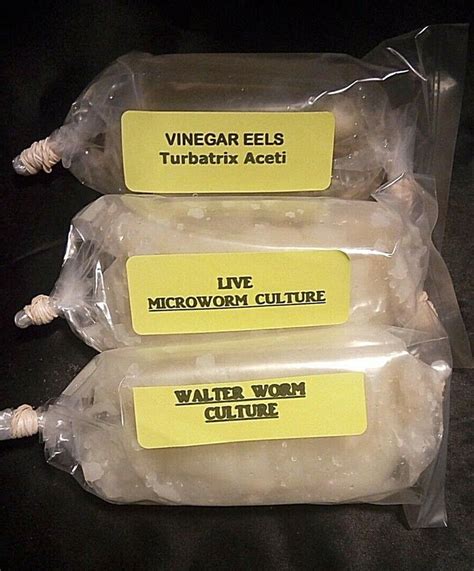2 Oz Each Combo Microworm Walter Worm Vinegar Eel Cultures Fry Food Guppy Betta - Etsy