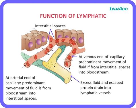 Basic Function of Lymphatic System 的图像结果