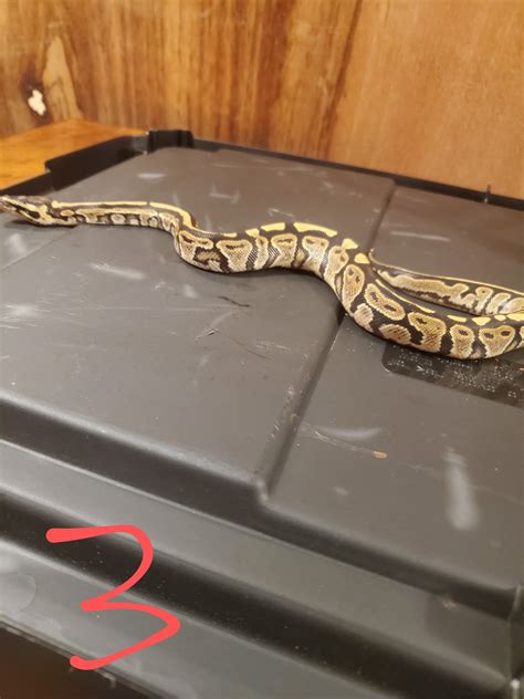 Image result for Ball Python Clutch