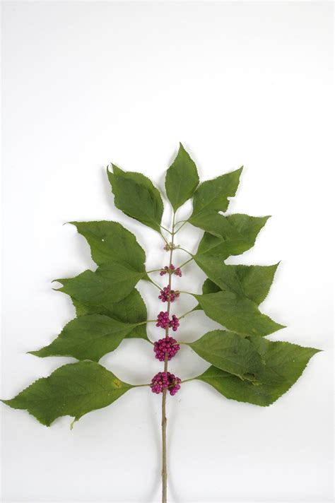 Beautyberry: An Edible Landscape Plant with Many Potentials - UF/IFAS ...