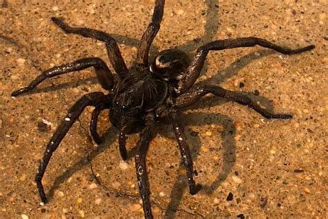 Spider Pest Control Sydney | Spider Removal | Call Now